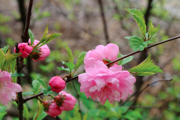 Louiseania or Prunus triloba. Bright red flowers of Luiseania tri-lobed, also known as Sibra cherry on a blurred background.
