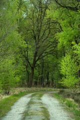 Fototapeta na wymiar Spring landscape, green springtime trees. Spring pathway in the forest. Springtime background