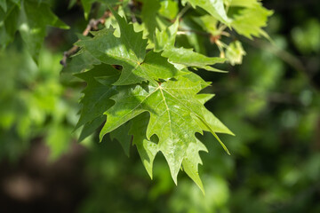 Fototapeta premium plane tree, green leaves and branches