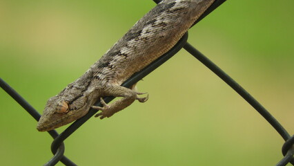 Lagarto