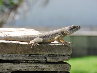 Fototapeta premium Lagarto Nordeste Brasil