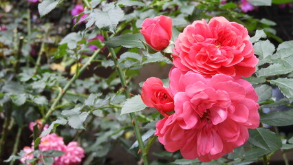 Obraz premium Flores Casa das Rosas Avenida Paulista primevera