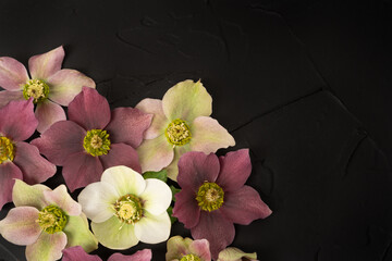 Beautiful floral flat lay with fresh hellebore flowers and copy space