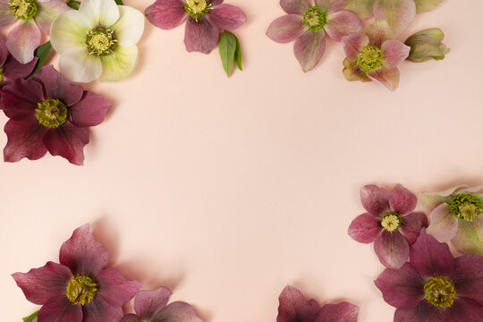 Beautiful floral flat lay with fresh hellebore flowers and copy space