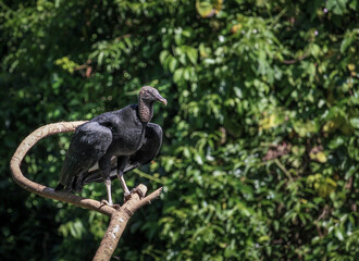Bird: Black-headed Vulture, in the nature resting on the edge of a lake. Brazilian Forest. Atlantic forest.
