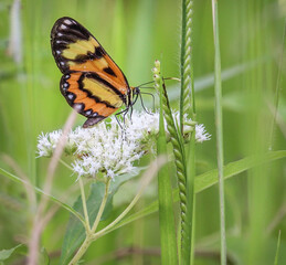 Insect: Butterfly Eueide Isabella Dianassa (family of the monarch) doing pollination. Brazilian fauna. Environment.