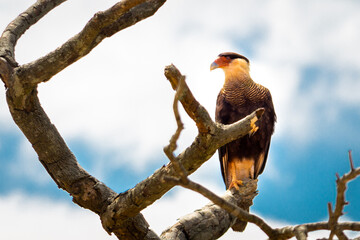 Bird of prey Carcará, from the same family as the hawks in a tree in the cerrado biome of Brazil.