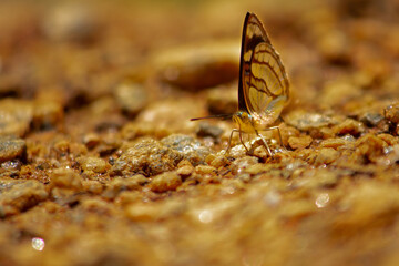 Insect: Brown butterfly or moth on free soil in the wild. Park Juquery.