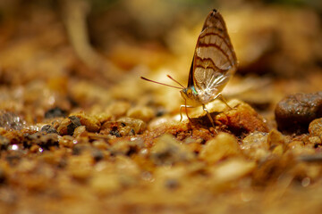 Insect: Brown butterfly or moth on free soil in the wild. Park Juquery.
