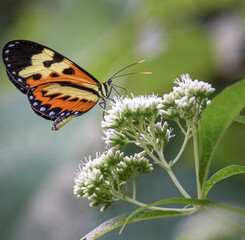 Butterfly Eueide Isabella Dianassa (family of the monarch) doing pollination
. Brazilian fauna. Environment.