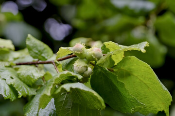 Hazelnut bush, Corylus avellana, with still unripe hazelnuts