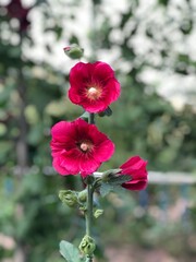 red hibiscus flower