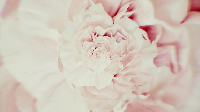 Surrealistic optical illusion with a rotating carnation flower of pink color. Animation. Abstract spinning opened flower bud, seamless loop.