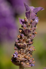 bee on lavender