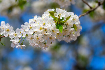 Closeup of white cherry blossom flowers on a thin branch on tree beneath bright clear sky