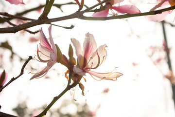 pink cherry blossom