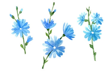 Blue chicory flowers set. Hand drawn watercolor illustration. Isolated on white background