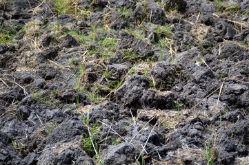 soil preparation for sowing vegetable in field agriculture