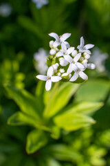 Blooming garden flowers in springtime.