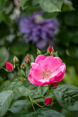 Climbing rose 'Angela', semi-double pink