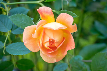English Rose 'Lady of Shalott', and apricot-orange colored rose