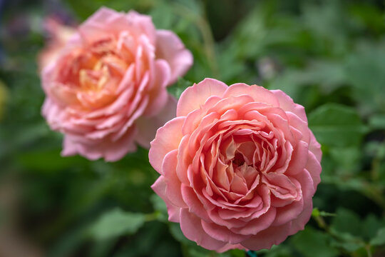English Rose 'Jubilee Celebration', a fully double pink rose with orange center tones