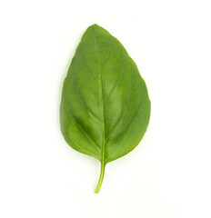 Obraz premium basil leaf on white background
