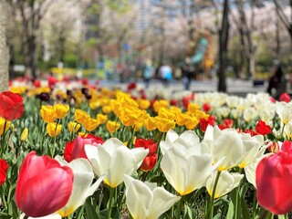 チューリップの咲く公園