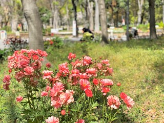 公園の一角に咲くピンクのラナンキュラス