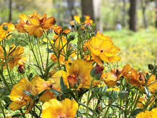 黄色いラナンキュラス