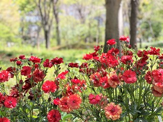 赤いラナンキュラス