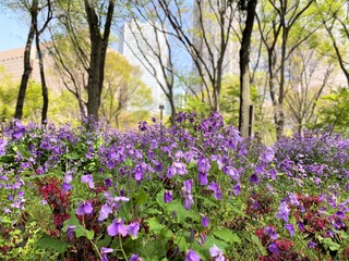 都会の公園に咲くムラサキハナナ
