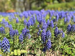 紫色のムスカリの花