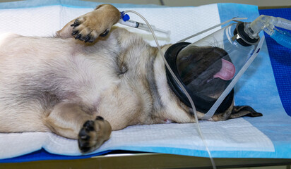 A small dog sleeping before surgery