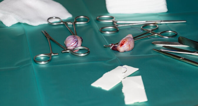 Removed testicles of a dog