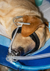A small Labrador lying sleeping under general Anesthesia with oxygen mask on its face and Pulse Oximeter connected to its ear