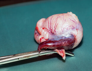 Removed testicle of a dog