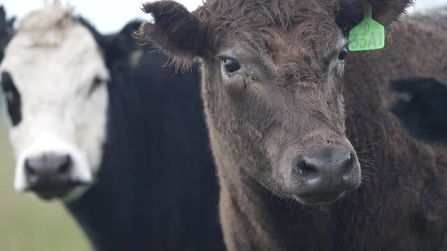 Angus and Murray grey cattle up close.