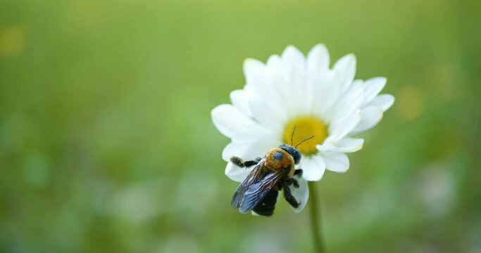 Single white daisy in soft focus swaying in the breeze with a bumble bee resting on the petals.