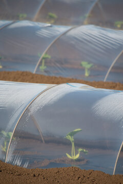 Young pumpkin plant growing inside a plastic tunnel