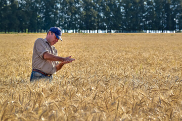 Naklejka na ściany i meble agronomist farmer waiting for harvest in wheat field