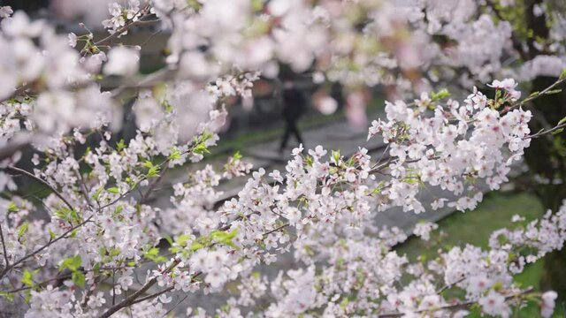Sakura Blooming in Spring Close up, Blurred Background of People