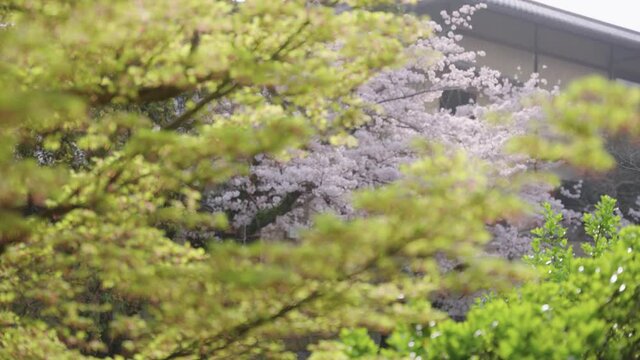 Spring Japan Sakura and Maple Leaves Focus Rack Reveal Shot