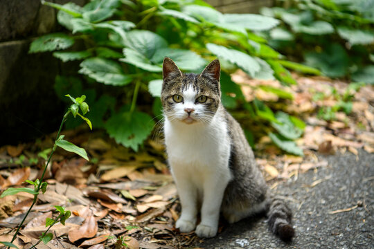 A black and white striped kitten sitting on a asphalt road, in the village of Tashirojima Island in Miyagi Prefecture, Japan, is a famous tourist destination. Tourists come to play and feed the cats.