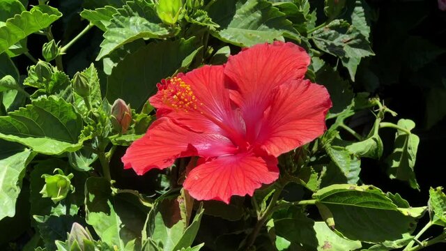 4K HD video zooming in on a beautiful red hibiscus  flower blowing in the wind.
