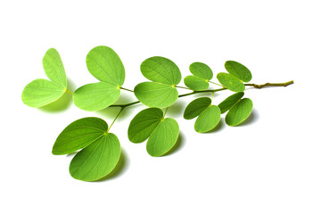 leaves isolated on white background