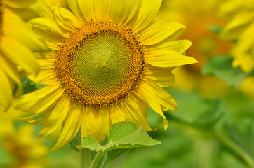Obraz premium Beautiful yellow sunflowers with green leaves close up