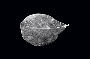 White vein pattern of leaf on black background