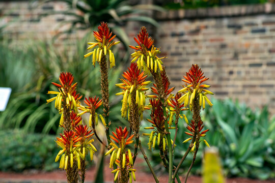 Dawe's Aloe (aloe dawei) with orange and yellow flowers in garden