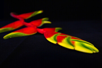 Bird of paradise flower in red and yellow color